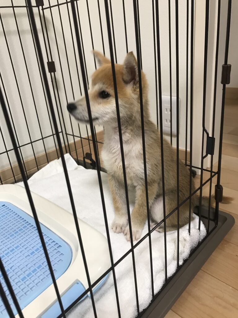家に迎えて次の日の写真。緊張してブルブルと震えていました。あらゆるところに放尿し、壁を噛んで少し参りましたが何より可愛く、うちに来てくれたことに感謝しました。