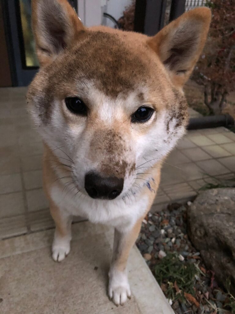 家に迎えて次の日の写真。緊張してブルブルと震えていました。あらゆるところに放尿し、壁を噛んで少し参りましたが何より可愛く、うちに来てくれたことに感謝しました。